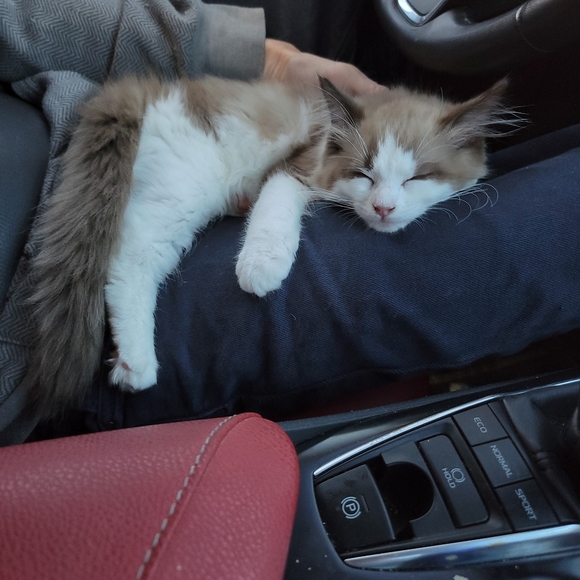 Ragdoll babies and Ragdoll Supplies and Grooming - Picture 4 of 7